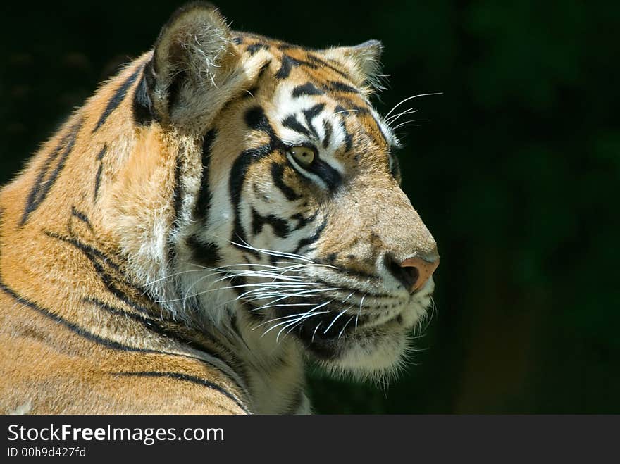 Sumatran Tiger