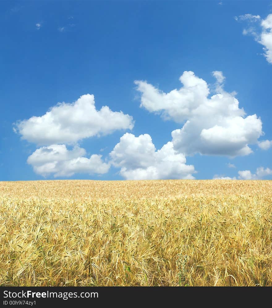 Beautiful wheat field