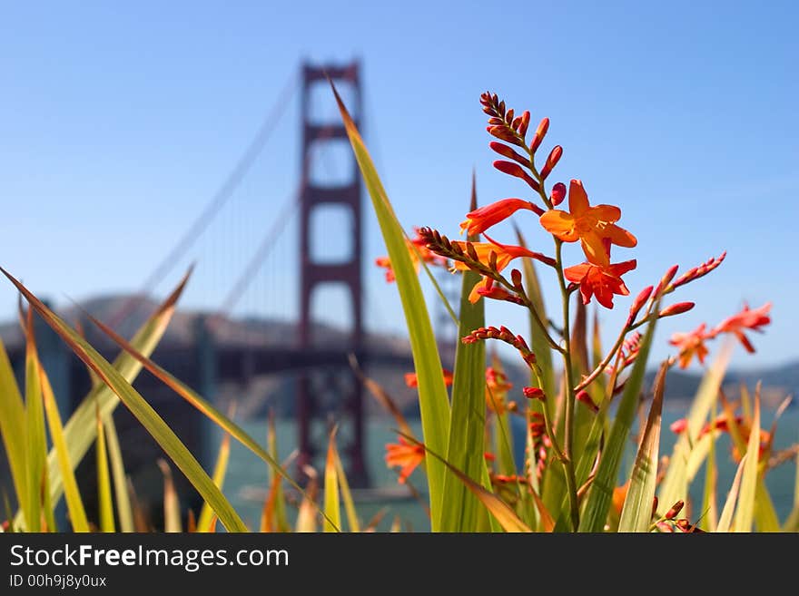 Flower And Bridge