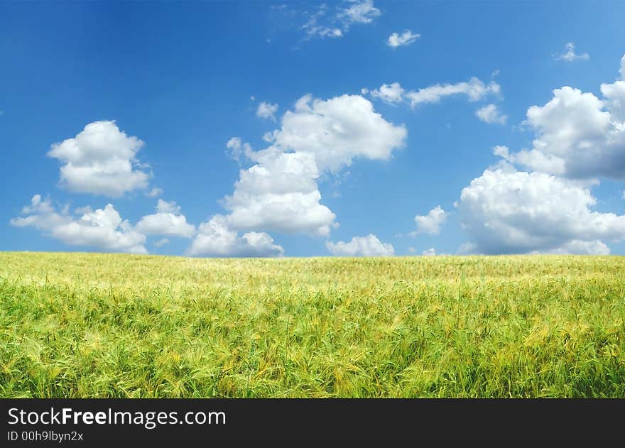 Beautiful wheat field