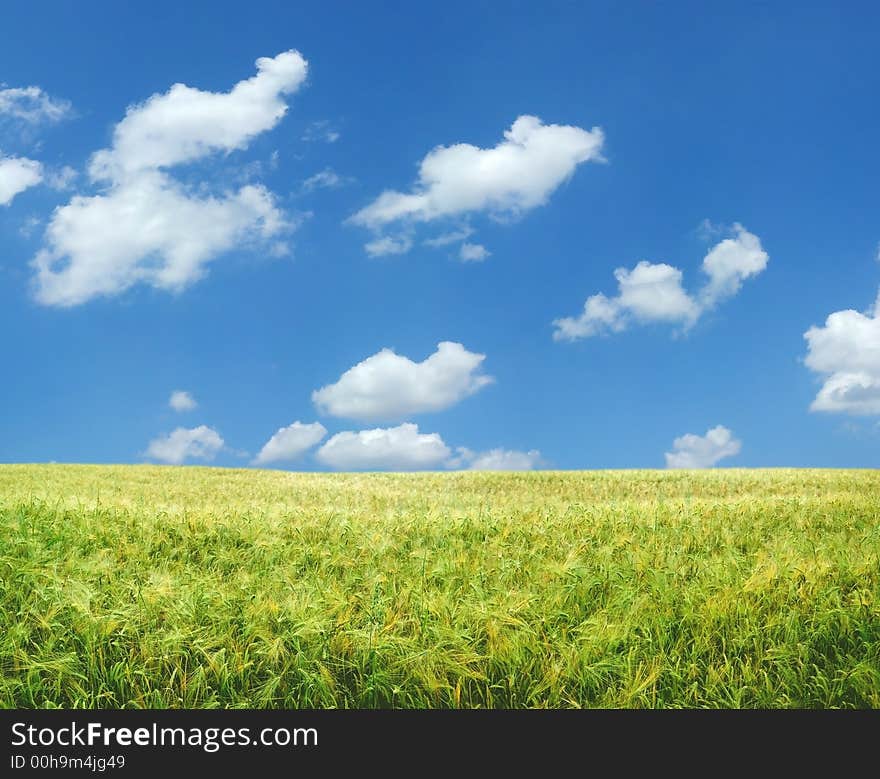 Beautiful wheat field XXL