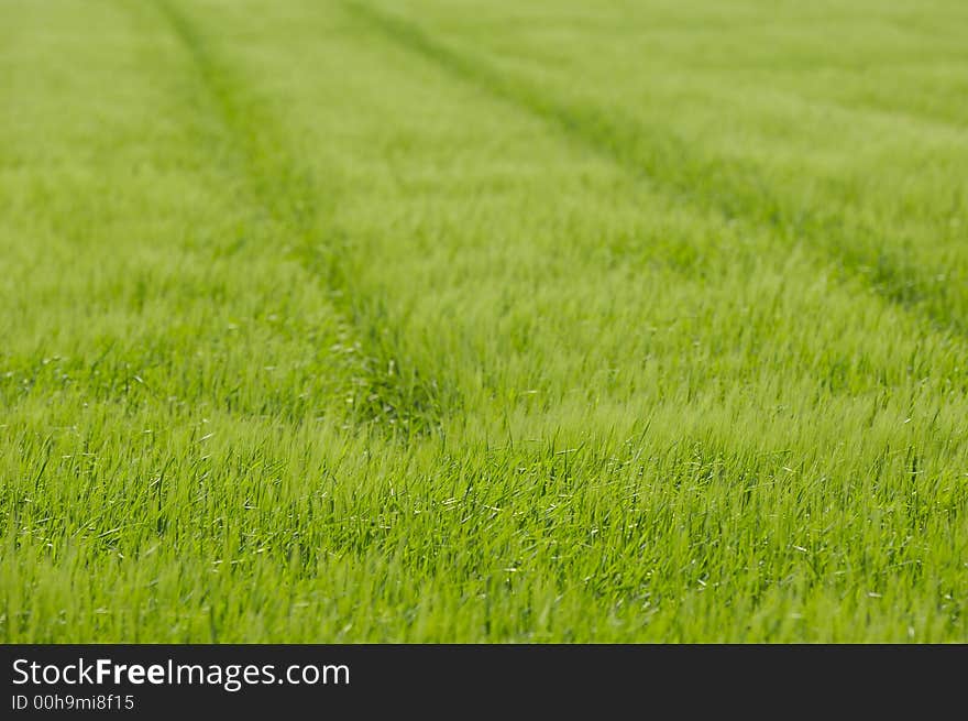 Track In Corn