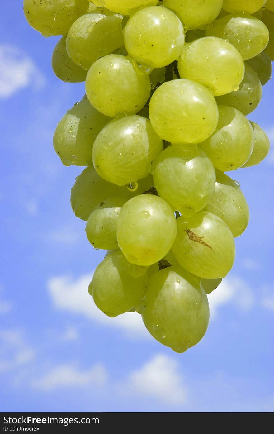 Grapes With Water Drops