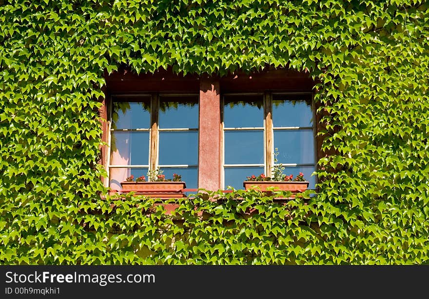 House in a green way of life. There is a wall with a few windows which is fully overgrown by wild wine. House in a green way of life. There is a wall with a few windows which is fully overgrown by wild wine.