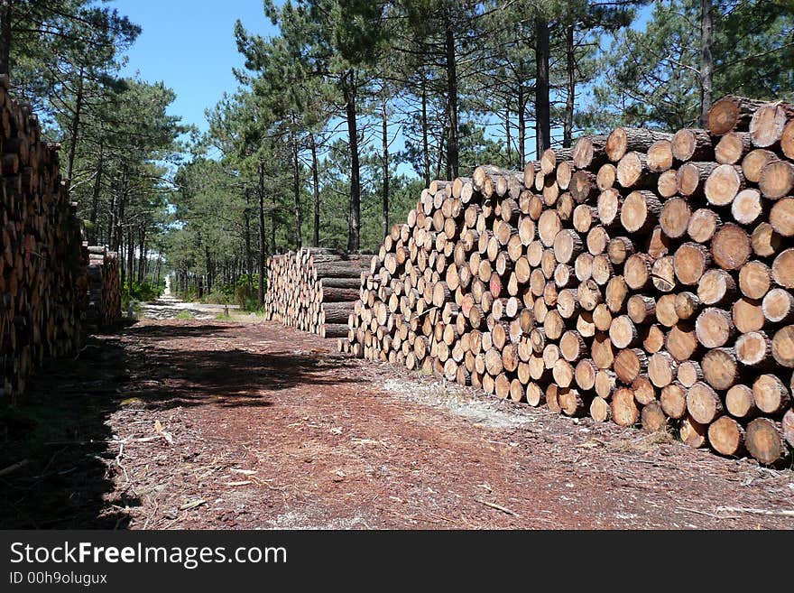 Landes forest (South-ouest ; France). Landes forest (South-ouest ; France)