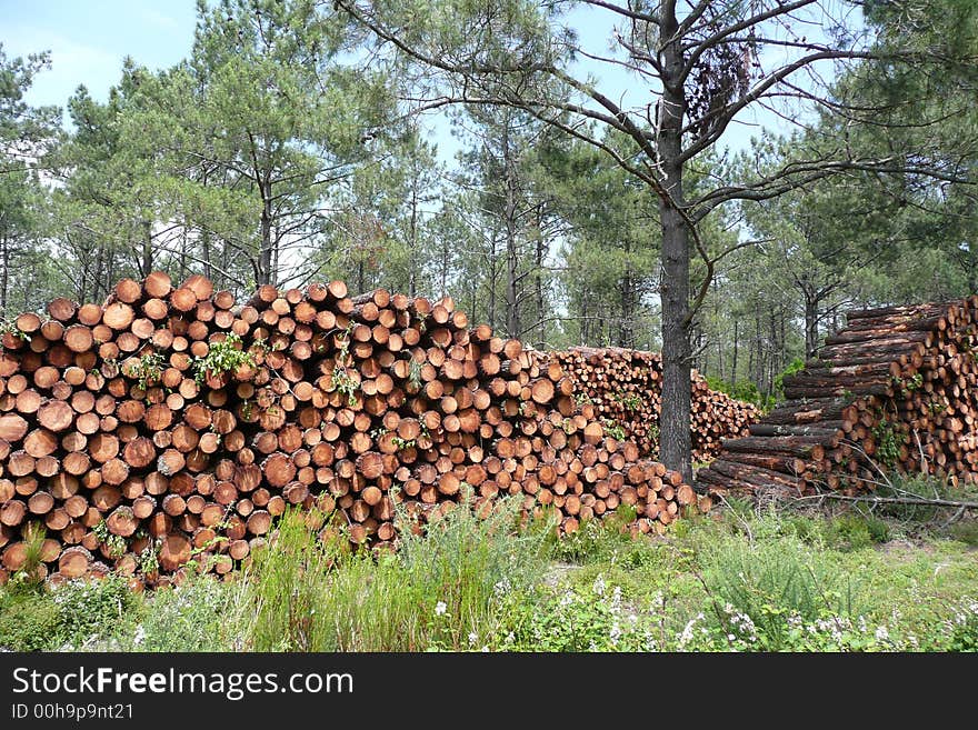 Landes forest (South-ouest France). Landes forest (South-ouest France)