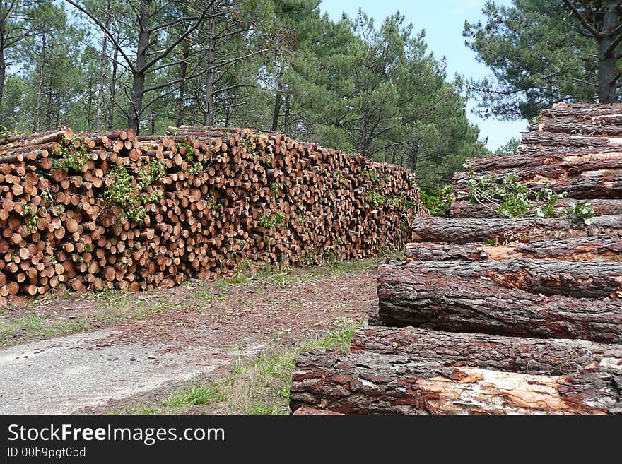 Landes Forest (South-ouest ; France). Landes Forest (South-ouest ; France)