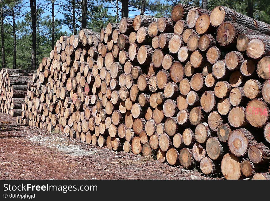 Landes forest (south-ouest ; France). Landes forest (south-ouest ; France)