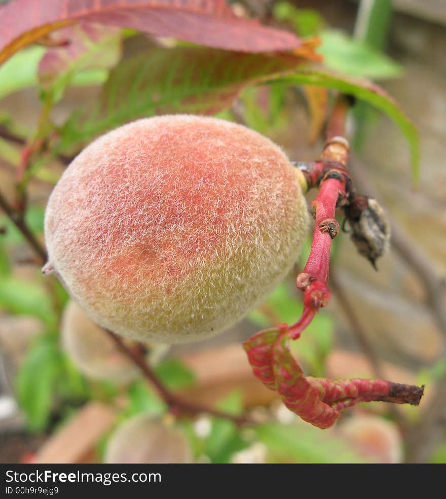 A peach slowing ripening on a peach tree. A peach slowing ripening on a peach tree