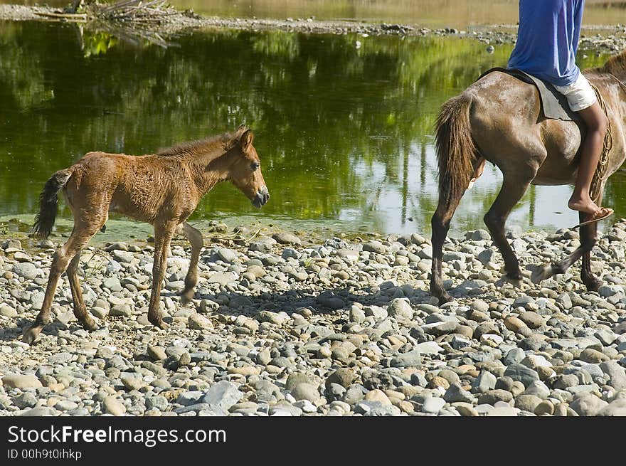 Mother horse and foal in Palanan, Isabela, Philippines. Mother horse and foal in Palanan, Isabela, Philippines