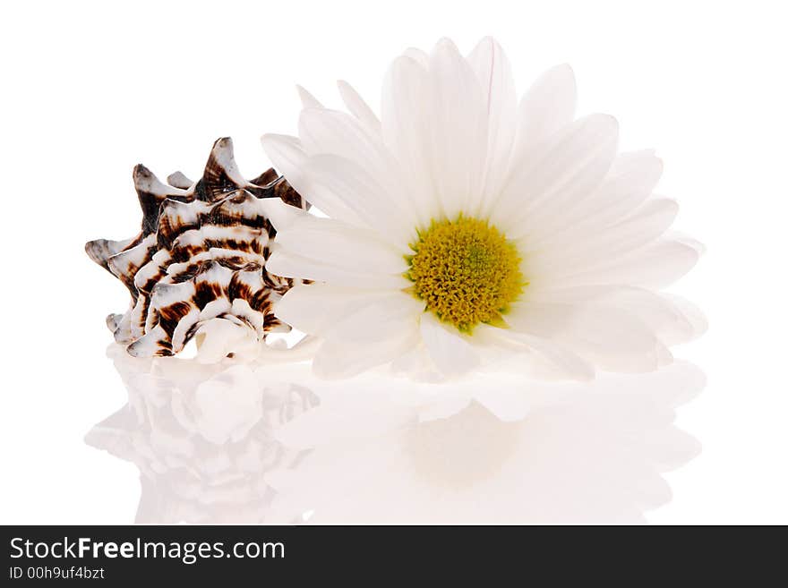 Seashell and flower isolated on white