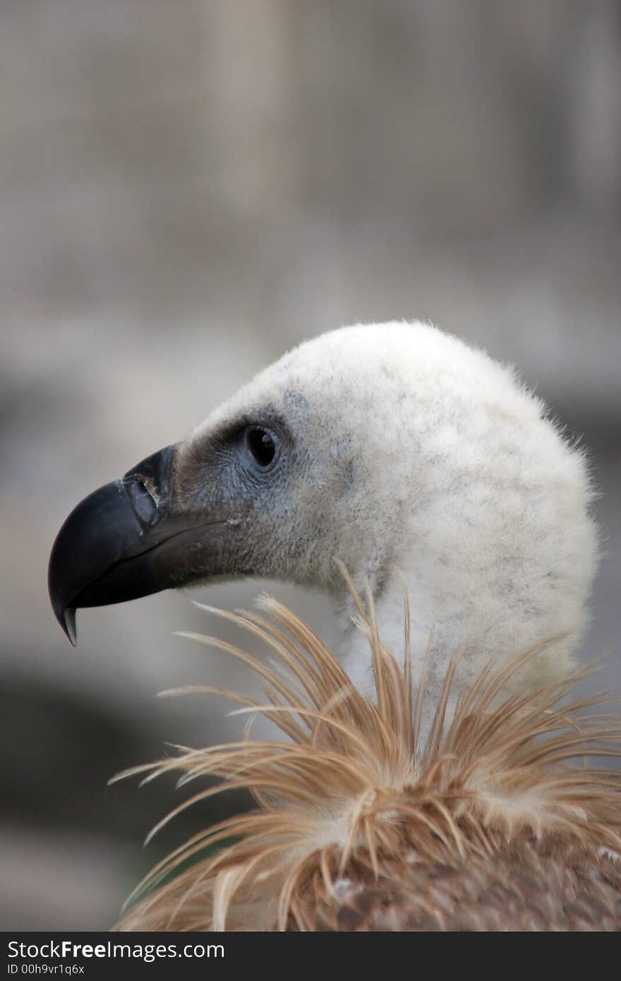 The Himalayan Griffon Vulture, (Gyps himalayensis), is an Old World vulture in the family Accipitridae, which also includes eagles, kites, buzzards and hawks. It is closely related to the European Griffon Vulture, Gyps fulvus. The Himalayan Griffon Vulture, (Gyps himalayensis), is an Old World vulture in the family Accipitridae, which also includes eagles, kites, buzzards and hawks. It is closely related to the European Griffon Vulture, Gyps fulvus.