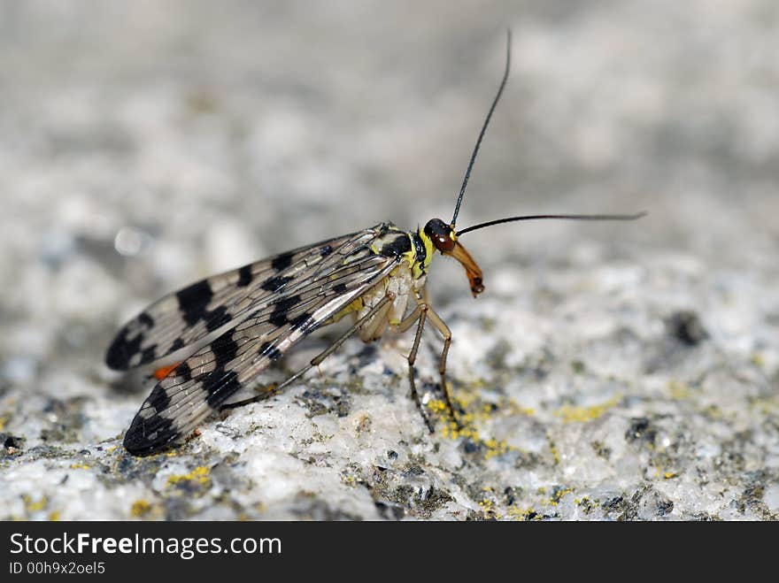 Macro shot of roughly 1cm long forest insect. Not sure what type, answers on a postcard please....