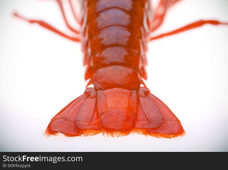 Boiled crayfish tail isolated on white, with vignette