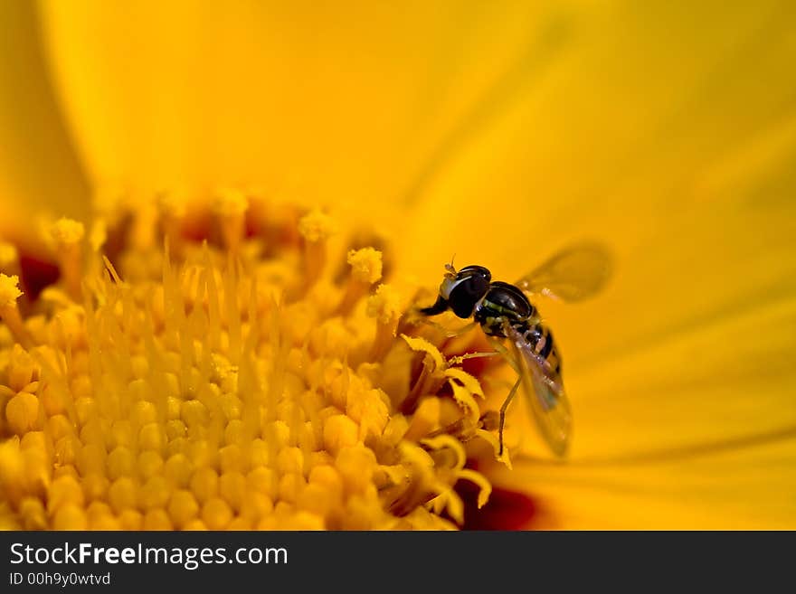 Tiny Bee on yellow flower