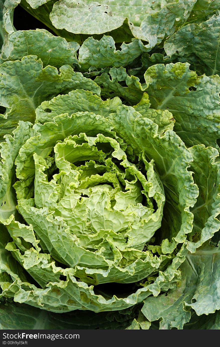 Typical cabbage grown in a rural garden.