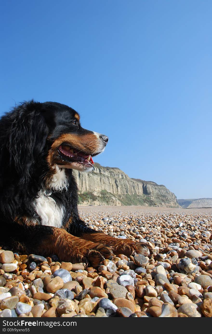 My dog Sam relaxing on the beach at Hastings (UK). My dog Sam relaxing on the beach at Hastings (UK)