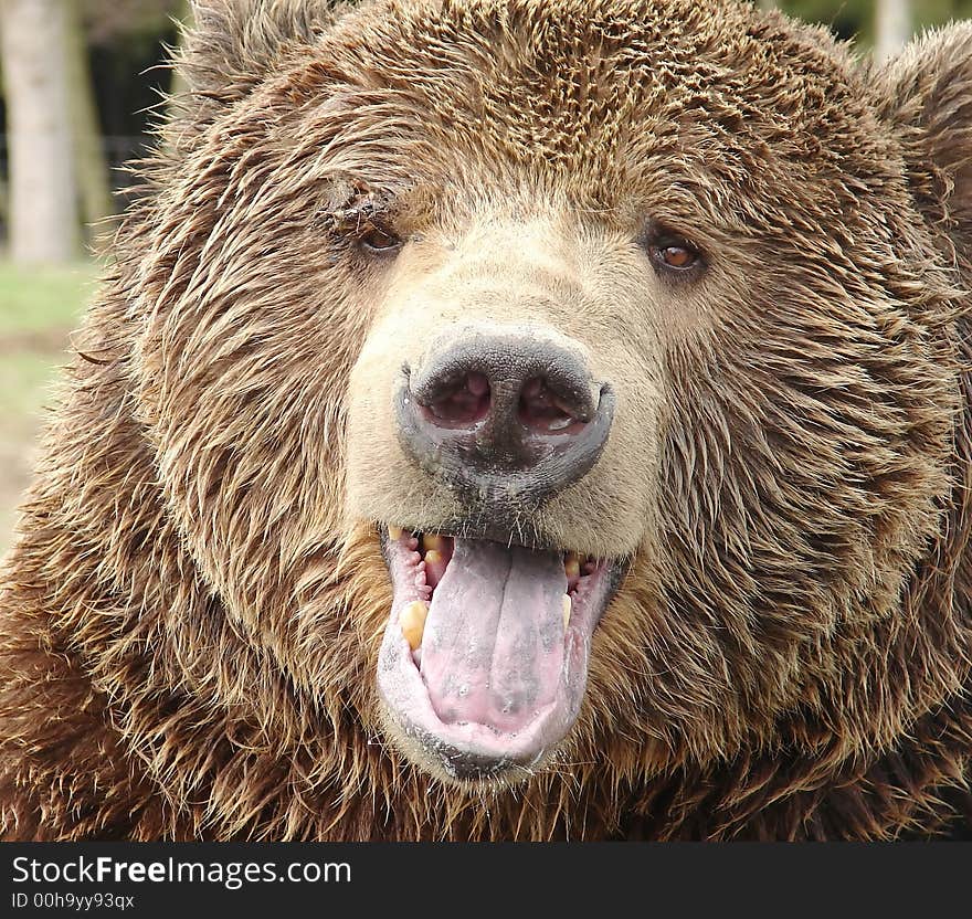 Grizzly Bear