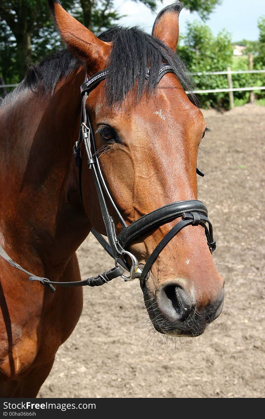 A close up of a horse