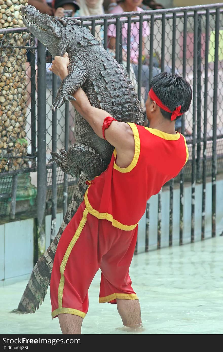 A keeper at a zoo in Thailand wrestles with a crocodile. A keeper at a zoo in Thailand wrestles with a crocodile