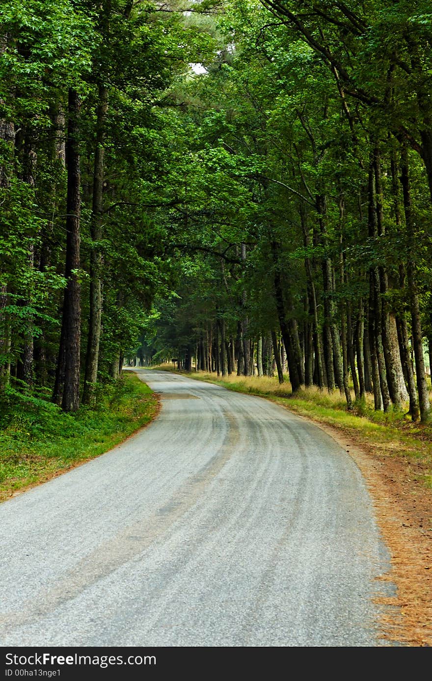 Tree lined, shaded, paved country road in summer (afternoon).