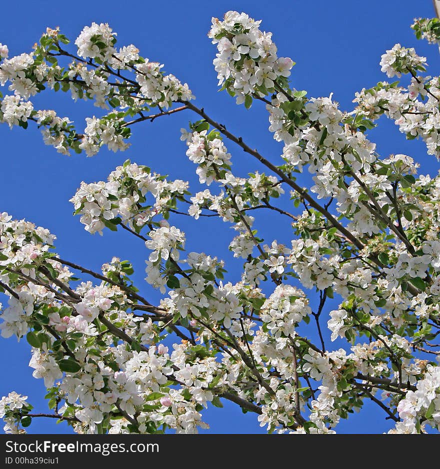 Branches of a blossoming apple-tree on a background of the blue sky. Branches of a blossoming apple-tree on a background of the blue sky