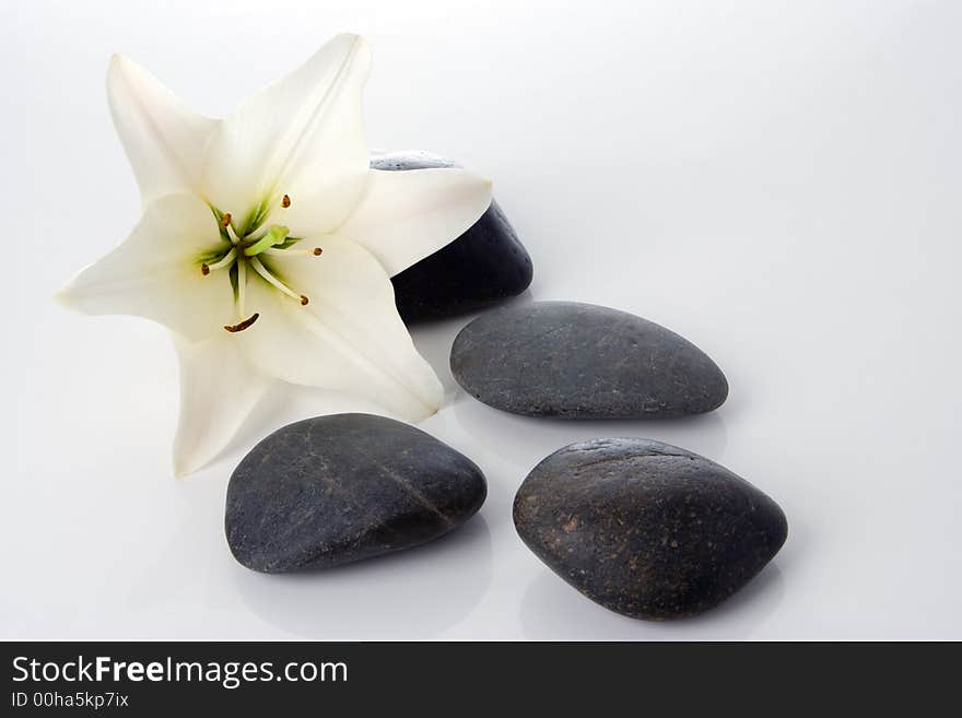 Madonna Lily With Spa Stones