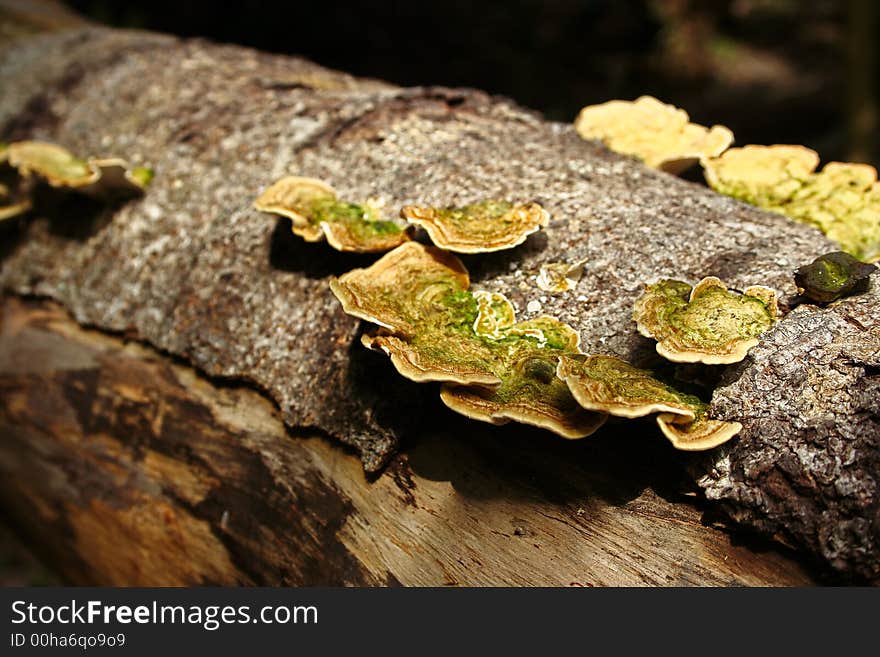 Polypores growing on a tree in malaysia. Polypores growing on a tree in malaysia