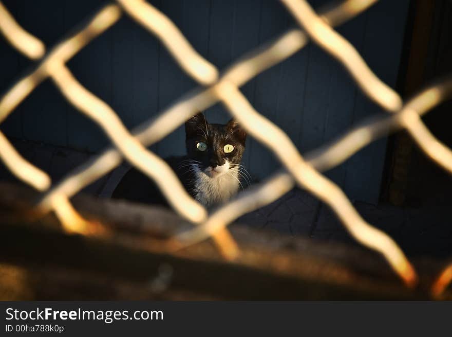 Black and white cat looking out from behind a chainlink fence. Black and white cat looking out from behind a chainlink fence