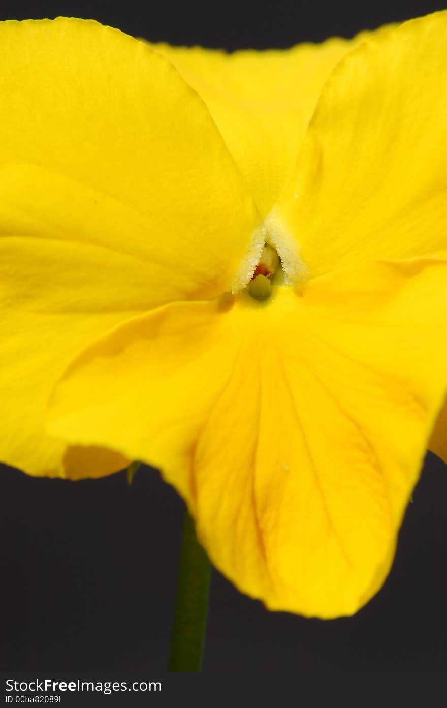 Close up of a yellow garden pansy flower. Close up of a yellow garden pansy flower