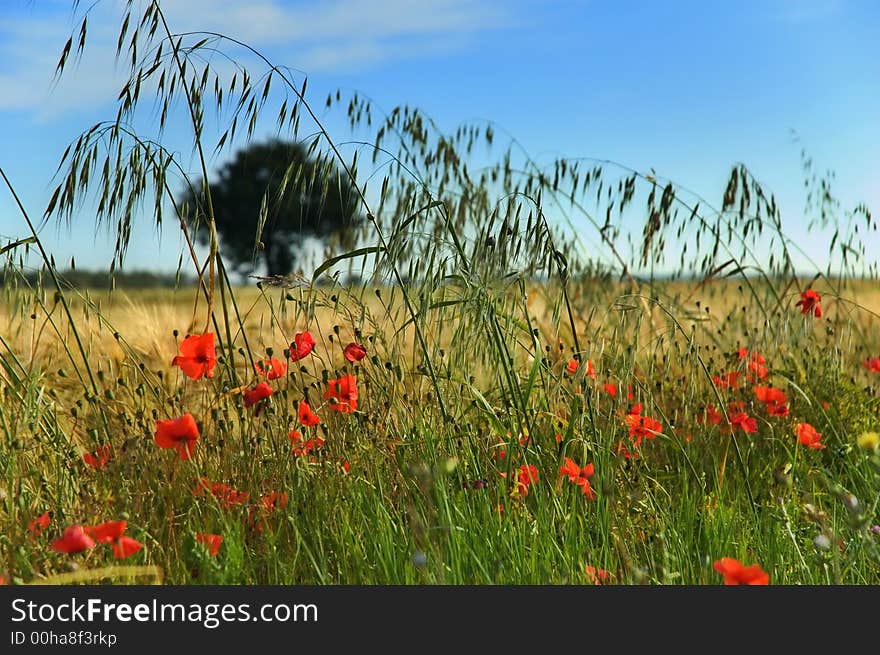 Poppies in a field