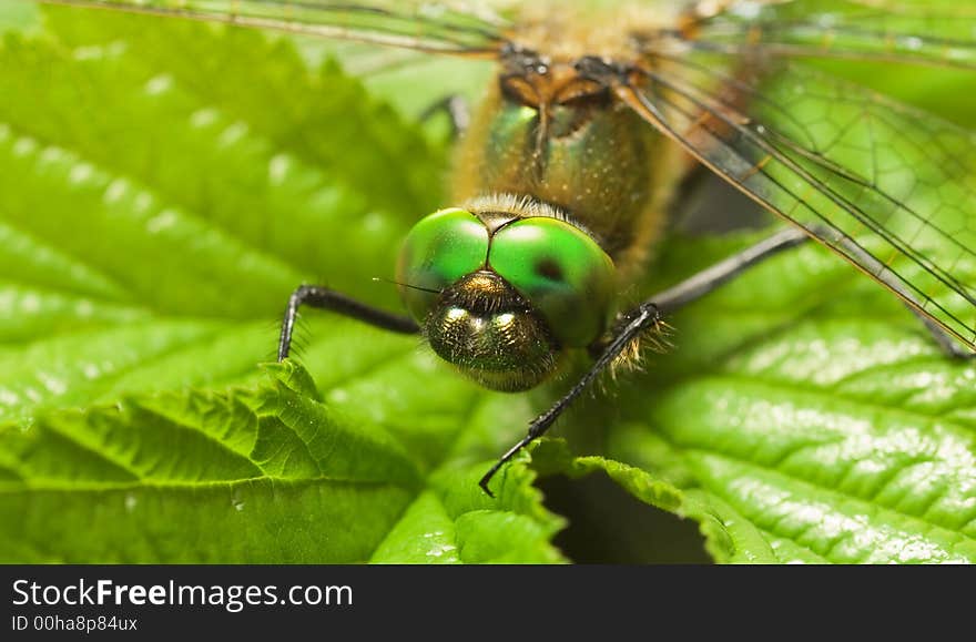 Dragonfly on a leaf