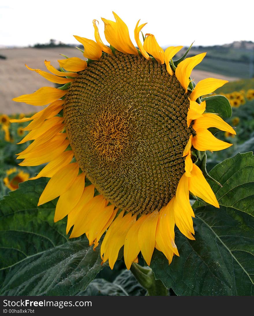 Closeup of a bright yellow sunflower