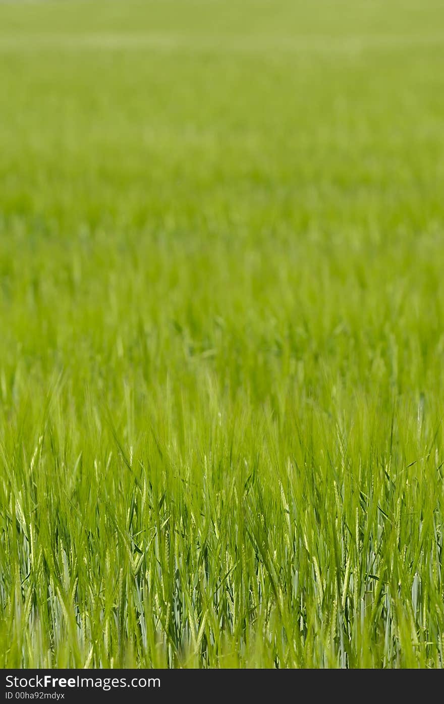 A green corn field. Taken on a sunny day. A green corn field. Taken on a sunny day.