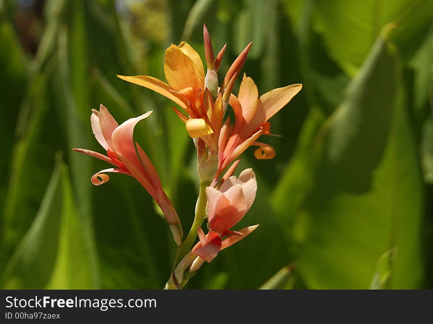 Tropical Flower