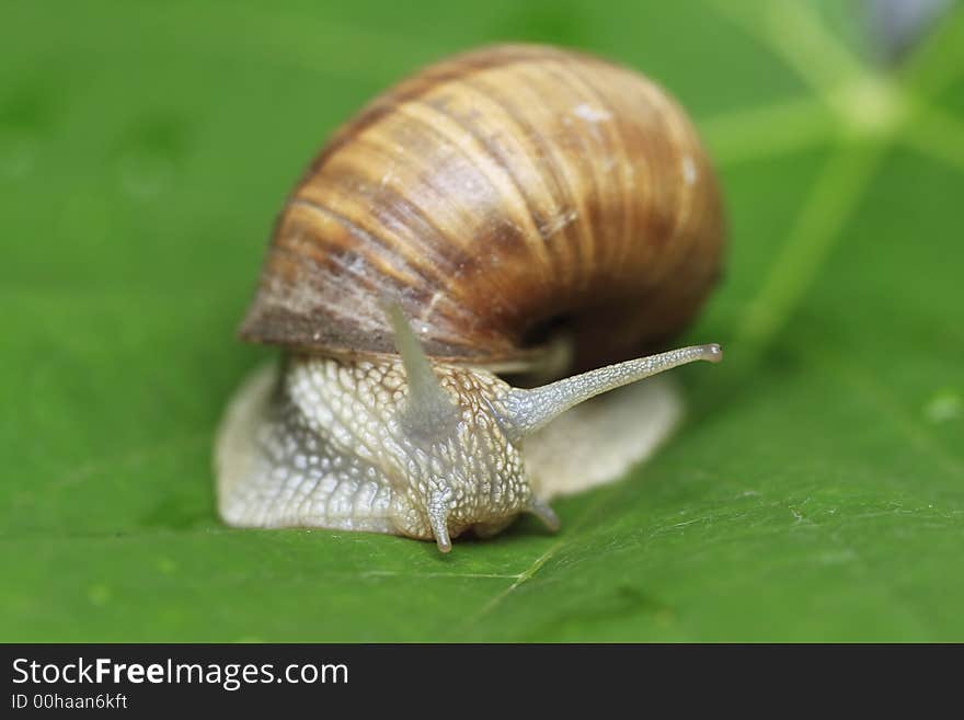 Snail