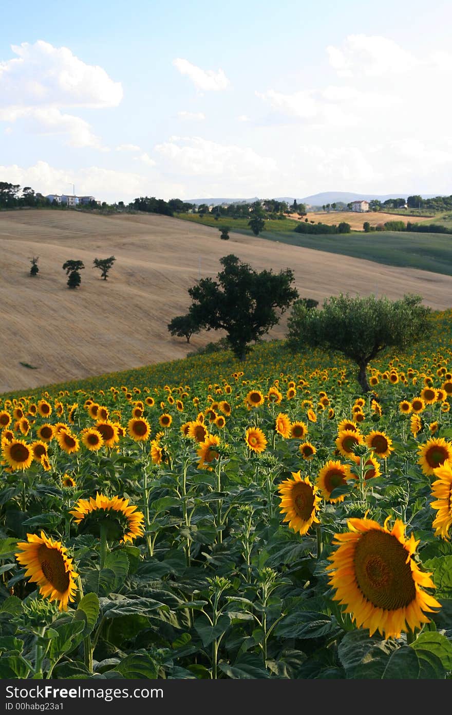 Sunflowers Field