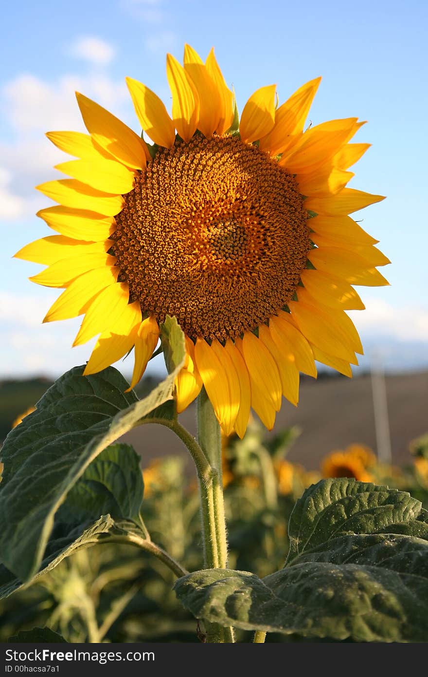 Closeup of a bright yellow sunflower in a sunflowers field