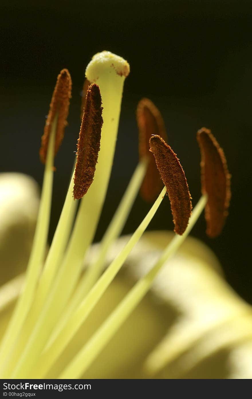 Yellow lily