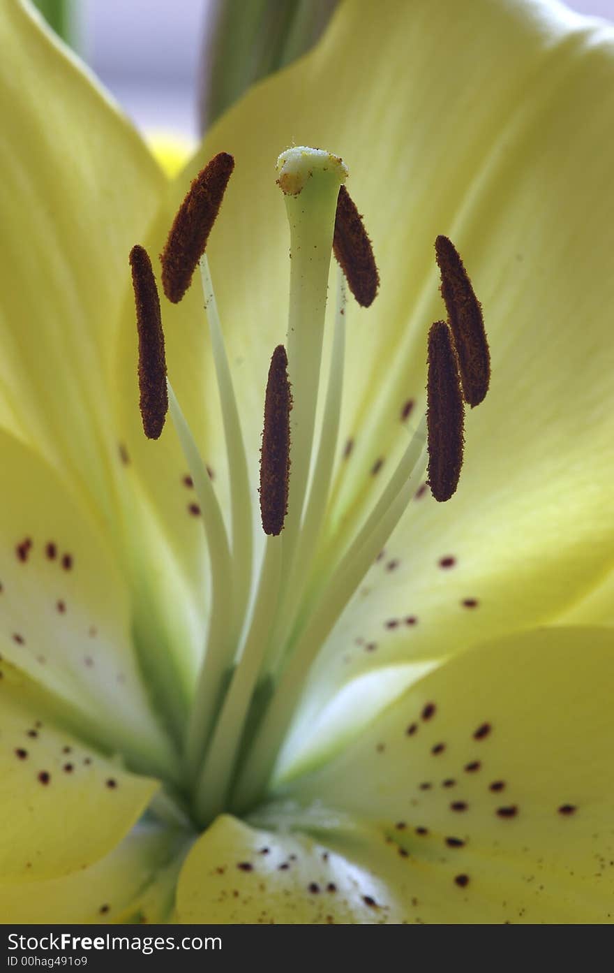 Close up of yellow lily