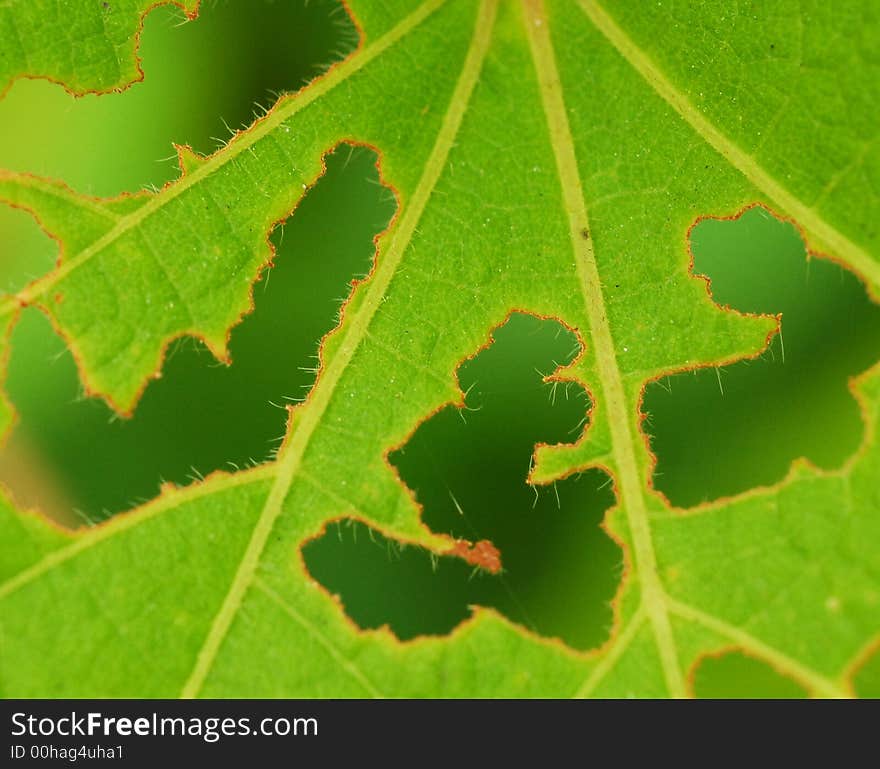 Pattern created worm after eating the leaf. Pattern created worm after eating the leaf