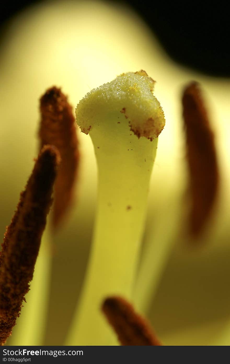 Close up of yellow lily