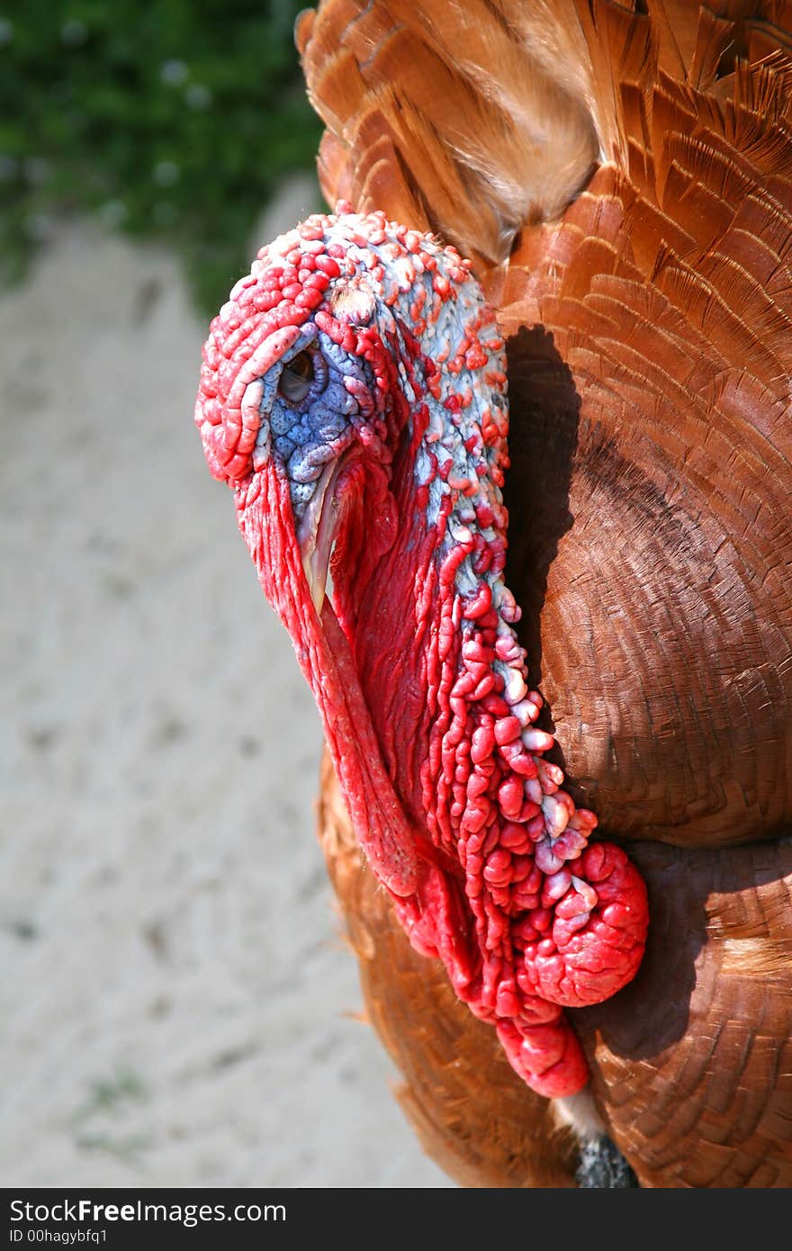 Close up of a North American Wild Turkey