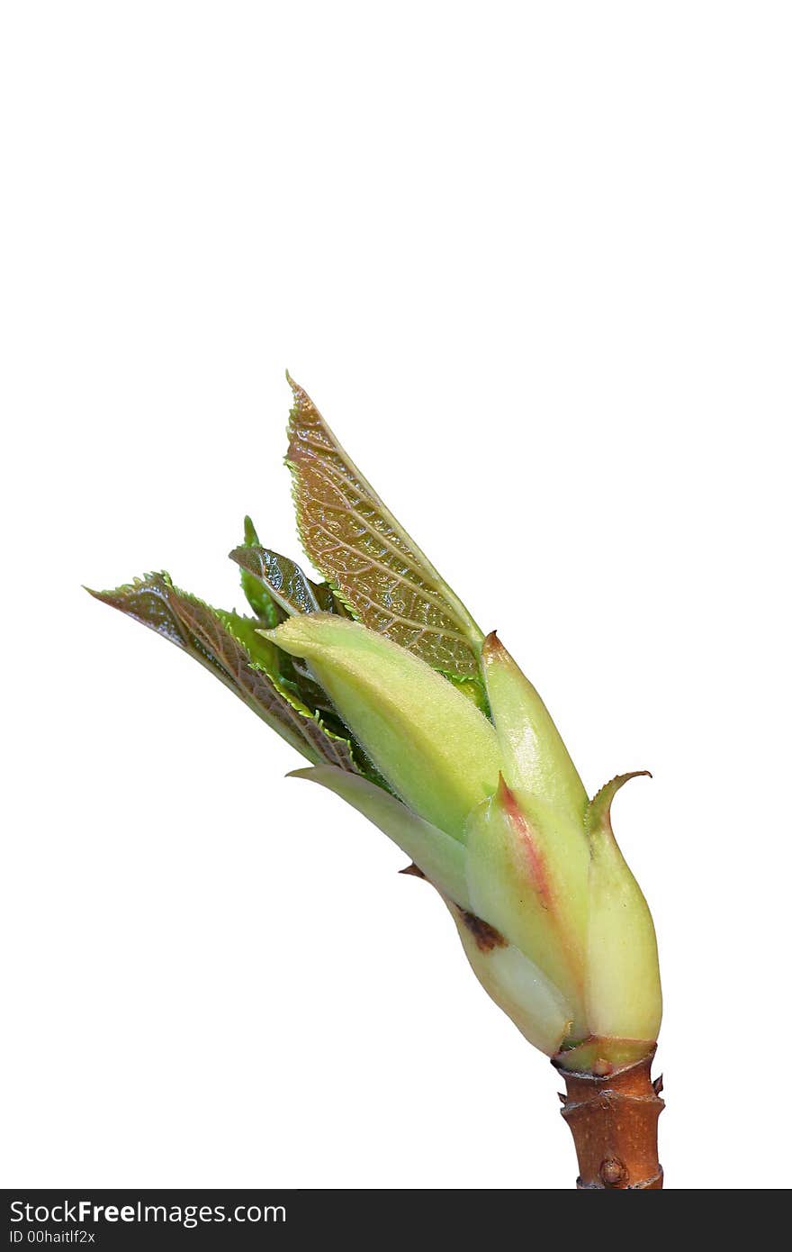 A close up photo of a plant in springtime (isolation). A close up photo of a plant in springtime (isolation)