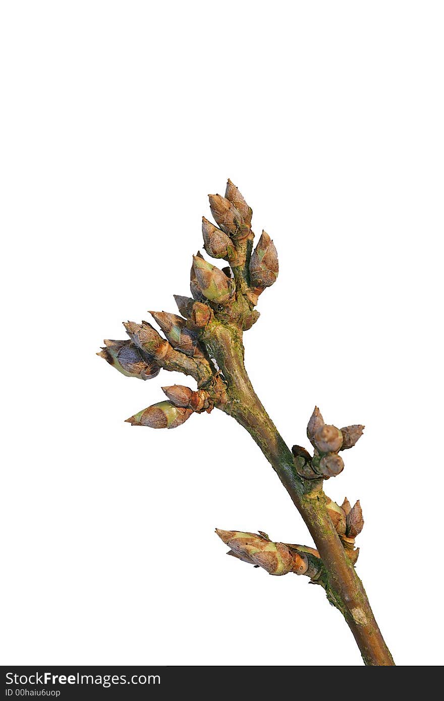 A close up photo of a plant in springtime (isolation). A close up photo of a plant in springtime (isolation)