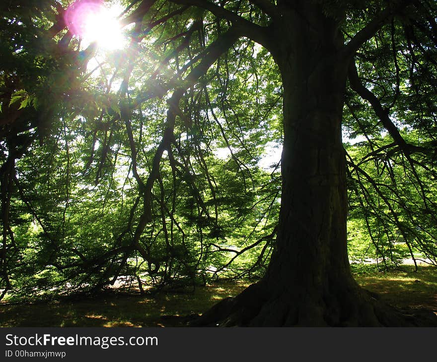 It's a 137-years-old tree in Pillnitz, Dresden, Germany. It's a 137-years-old tree in Pillnitz, Dresden, Germany