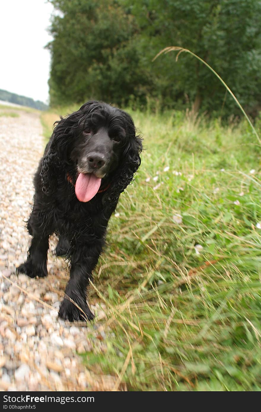 Black cocker spaniel walking on a stone way, motion blur. Black cocker spaniel walking on a stone way, motion blur