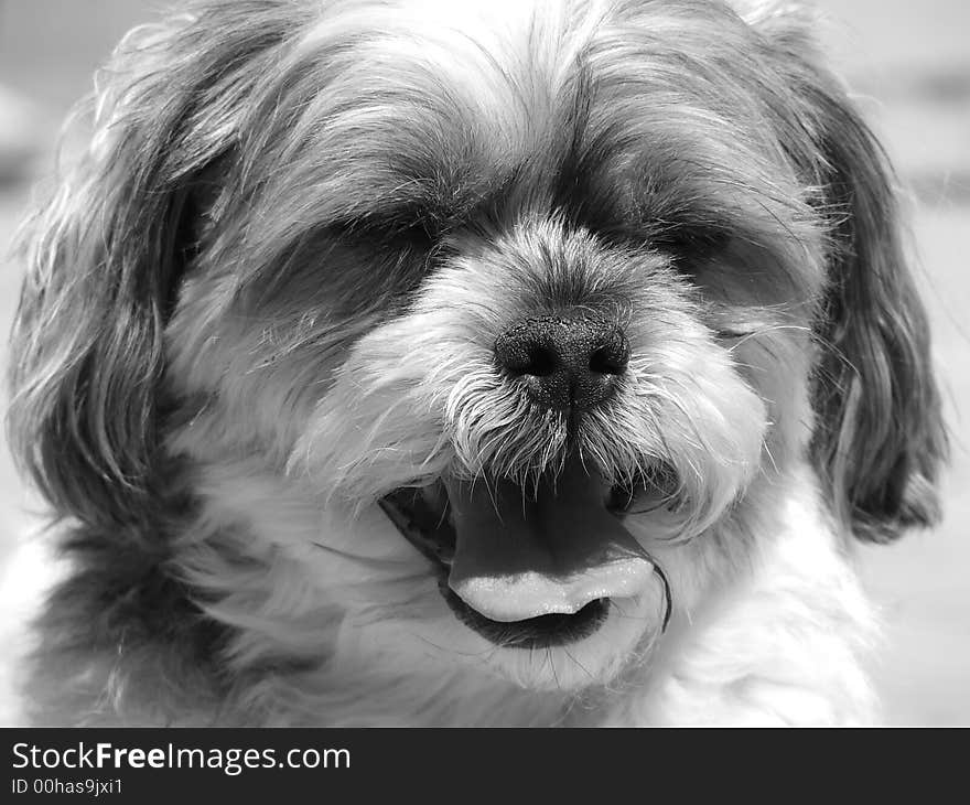 Black and white image of puppy squinting and panting in summer's heat, on deck, planters. Black and white image of puppy squinting and panting in summer's heat, on deck, planters