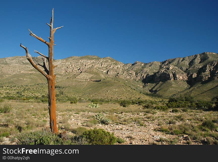 A dead tree stands in the foreground of the Guadalupe Mountains In west Texas.