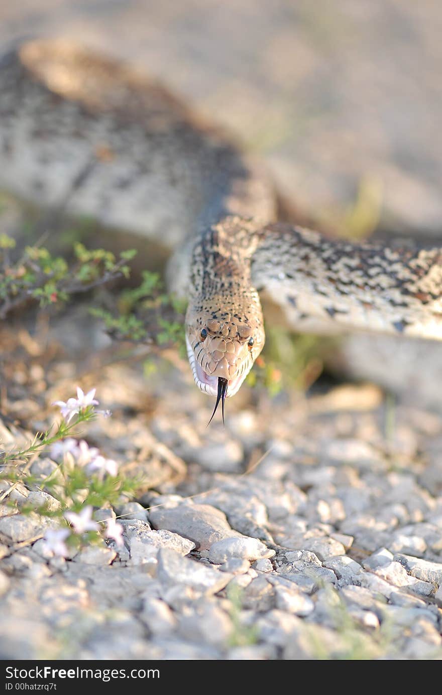 An angry gopher snake hisses at the photographer.